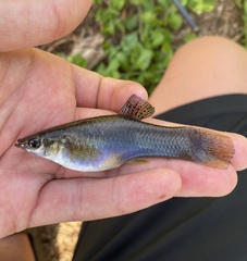 Poecilia sphenops