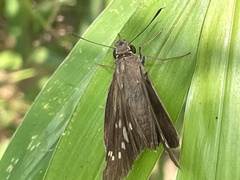 Suastus gremius