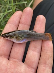 Poecilia sphenops