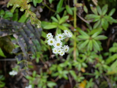 Anaphalioides trinervis