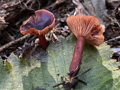 Lactarius atrobadius