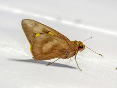 Erionota torus