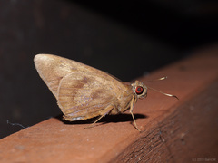 Erionota torus