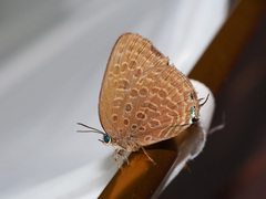 Arhopala