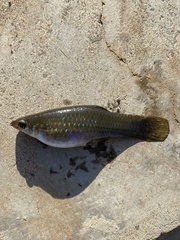 Poecilia sphenops