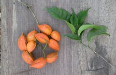 Tabernaemontana inconspicua