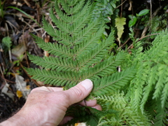 Leptopteris hymenophylloides