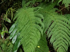 Leptopteris hymenophylloides