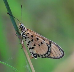 Acraea axina