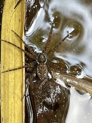 Dolomedes mizhoanus