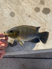 Oreochromis mossambicus