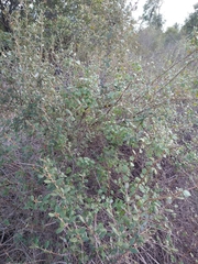 Lonicera subspicata