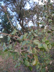 Lonicera subspicata