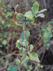 Lonicera subspicata