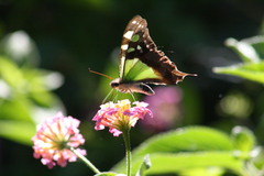 Graphium macleayanus