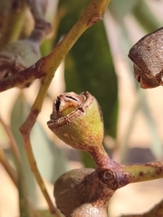 Eucalyptus punctata
