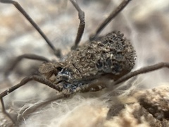 Ortholasma rugosum