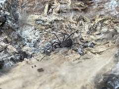 Ortholasma rugosum