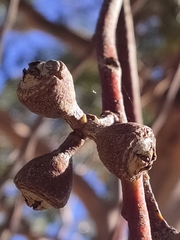 Eucalyptus punctata