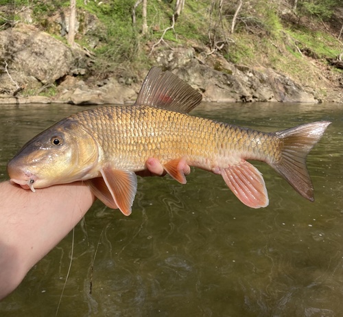 Notchlip redhorse (Moxostoma collapsum) — Catostomidae — 2