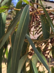 Eucalyptus punctata