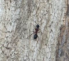 Camponotus innexus
