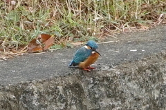 Alcedo atthis bengalensis