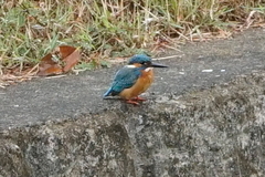 Alcedo atthis bengalensis
