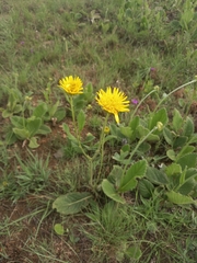Berkheya setifera