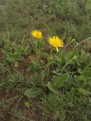 Berkheya setifera