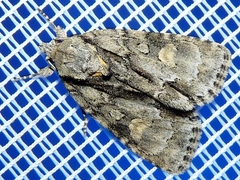 Acronicta strigosa
