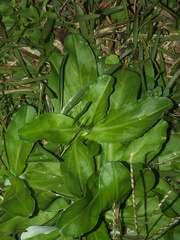 Gamochaeta americana