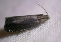 Grapholita tenebrosana