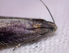 Grapholita tenebrosana