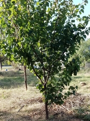 Prunus armeniaca
