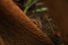 Hemidactylus leschenaultii