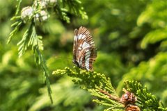 Neptis rivularis