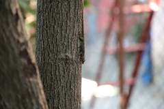 Hemidactylus leschenaultii