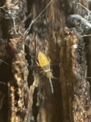 Entomobrya atrocincta