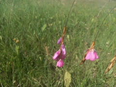 Dierama