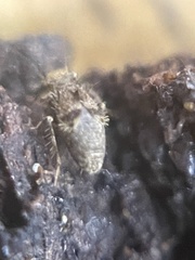 Collembola