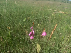 Dierama