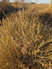 Anabasis setifera