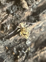 Ptenothrix