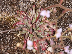 Stylidium assimile