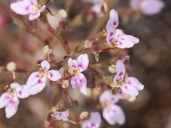 Stylidium assimile