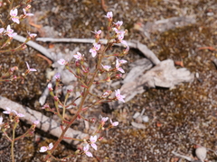 Stylidium assimile
