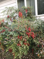 Nandina