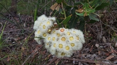 Angophora hispida