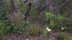 Angophora hispida
